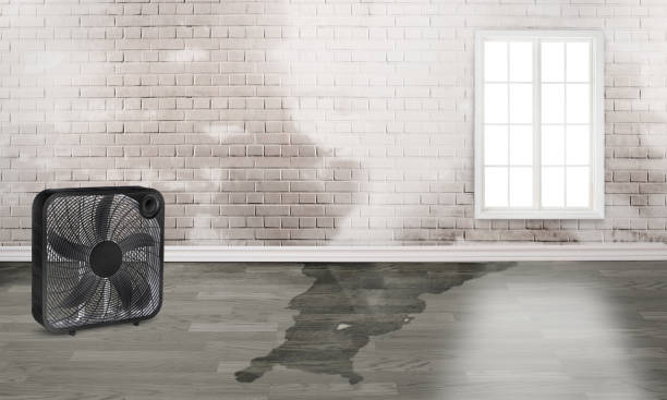 Best Water damage restoration company  in Jensen Beach, FL