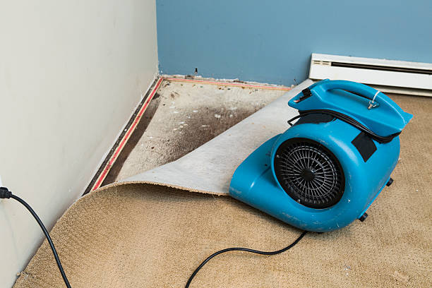 Best Mold removal after water damage  in Jensen Beach, FL
